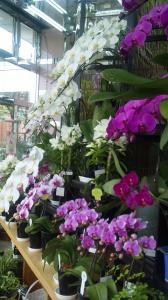 2011/05/03 いよいよ母の日です|「花清」　（群馬県桐生市の花屋）のブログ
